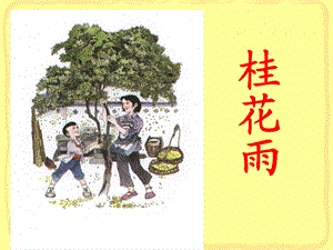 桂花雨ppt课件-张本洲.ppt