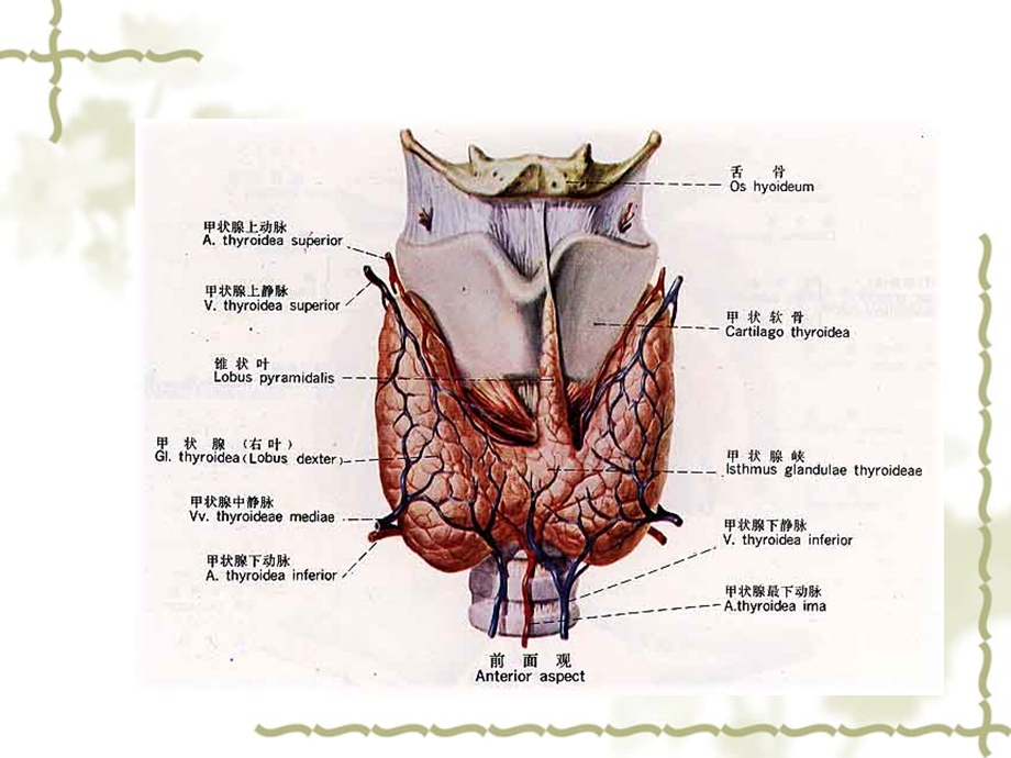 甲状腺及甲状旁腺的解剖.ppt_第2页