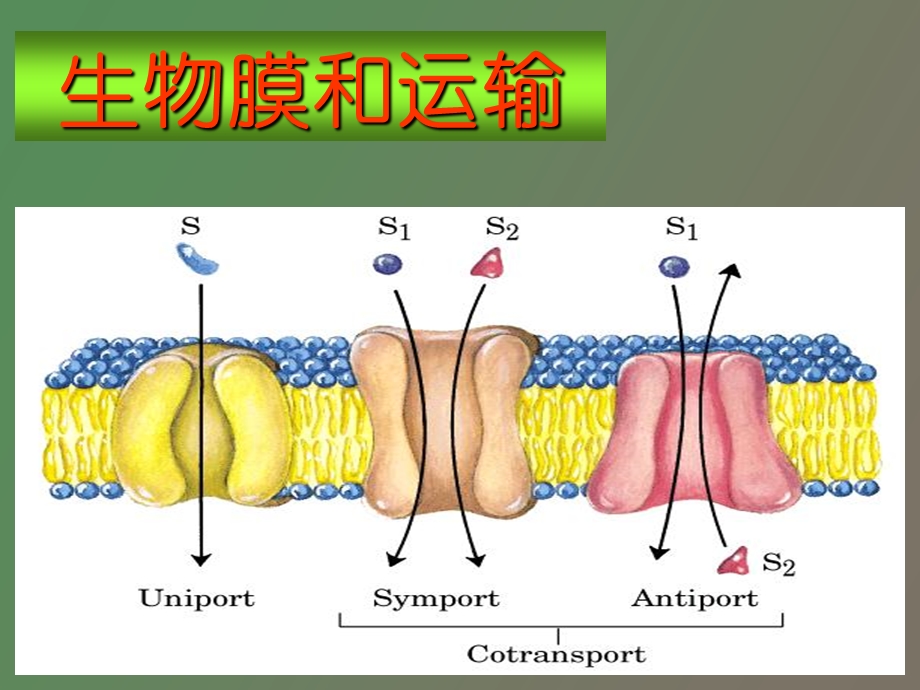 生物膜和运输.ppt_第1页