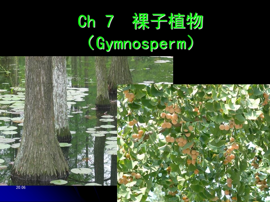 生物竞赛讲座之裸子植物.ppt_第1页