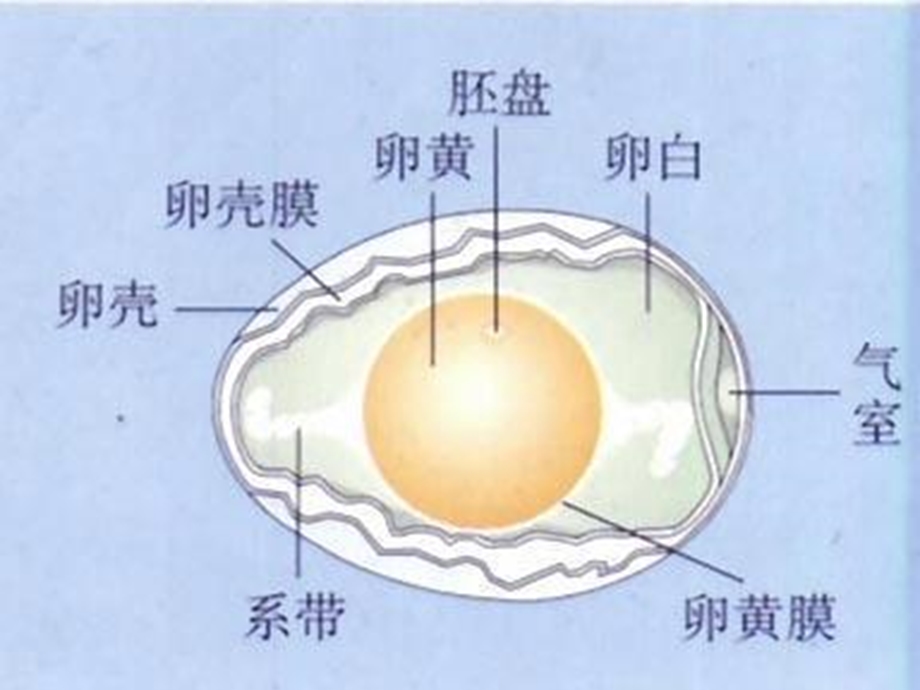 生物实验观察鸡卵的结构和种子的结构.ppt_第3页