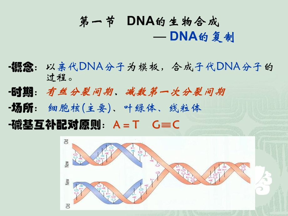 生物化学DNA复制、转录、翻译.ppt_第2页