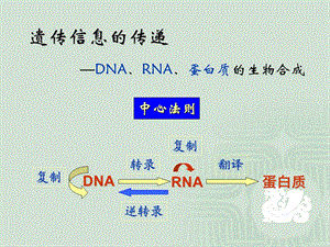 生物化学DNA复制、转录、翻译.ppt