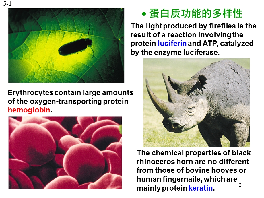 生物化学04氨基酸与肽.ppt_第2页