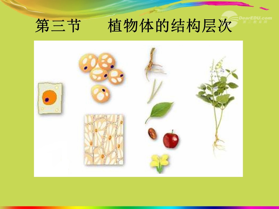 2.2.3植物体的结构层次课件新人教版.ppt_第1页