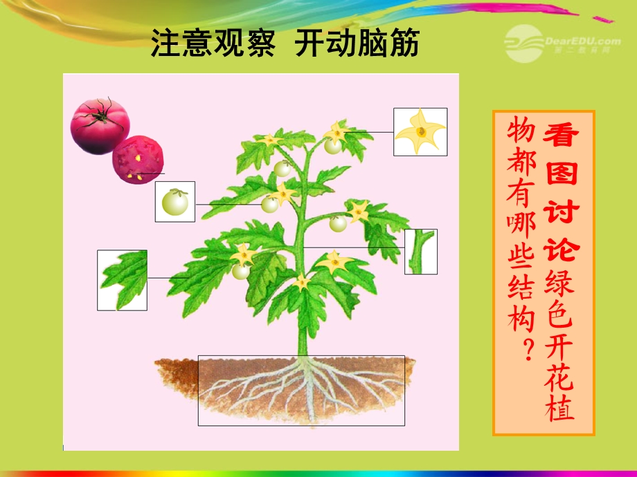 2.2.3植物体的结构层次课件新人教版.ppt_第2页