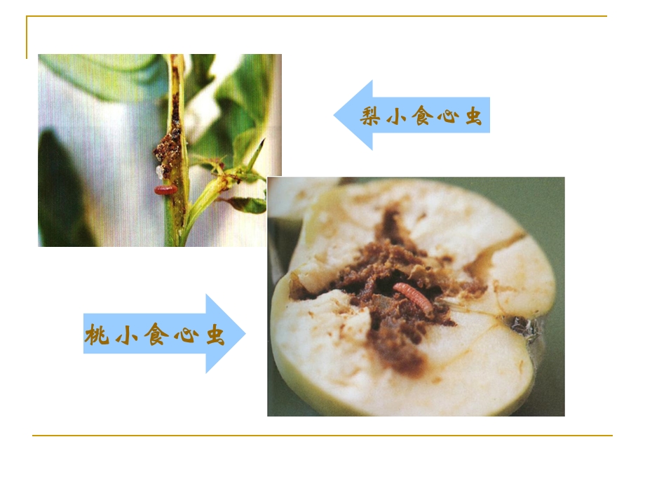 果树病虫害知识竞赛.ppt_第3页