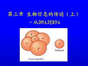 生物化学生物信息的传递上从DNA到RNA.ppt