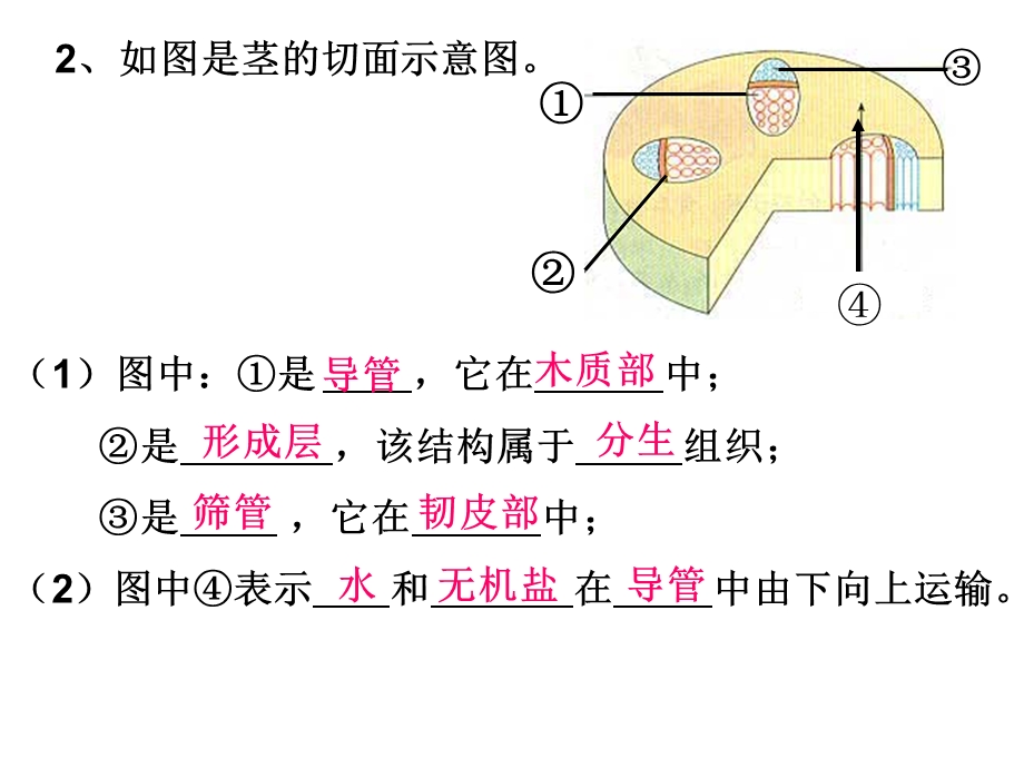 生物七上期末复习题.ppt_第2页