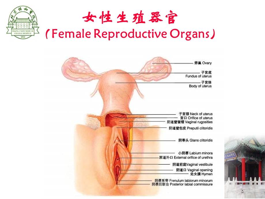 培训资料女性生殖系统炎症协和.ppt_第2页