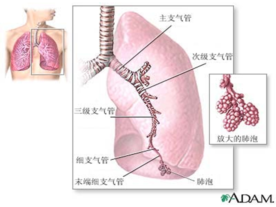 新生儿呼吸窘迫综合征的护理ppt课件.ppt_第3页