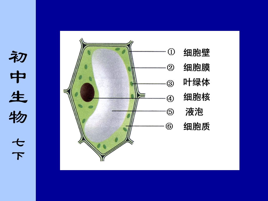 生物体的基本结构.ppt_第3页