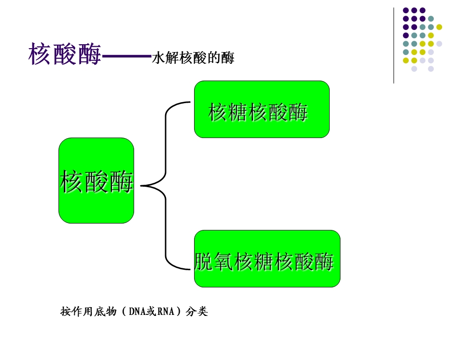 核酸降解与苷酸代谢.ppt_第2页