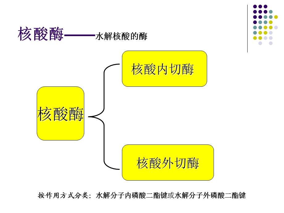 核酸降解与苷酸代谢.ppt_第3页