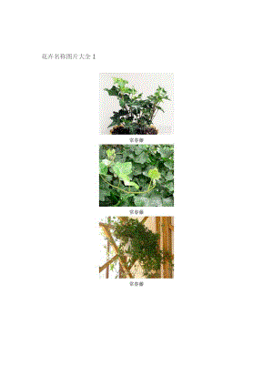 花卉名称图片大全1.doc