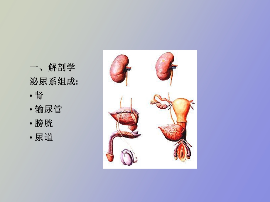 浆膜腔积液脱落细胞学检查.ppt_第3页