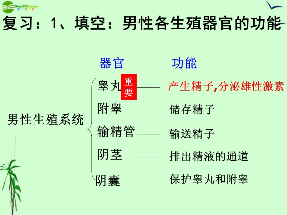 生物上册第三章人的生殖发育.ppt_第1页