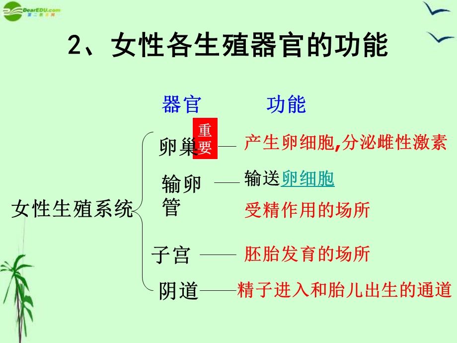 生物上册第三章人的生殖发育.ppt_第2页