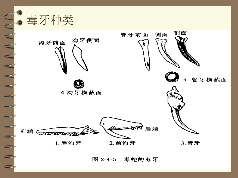 毒蛇咬伤的诊断与治疗.ppt_第3页