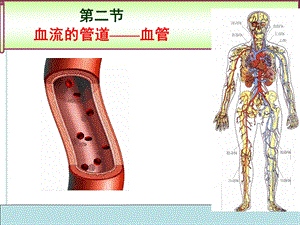 生物下册第四章第二节血流的管道-血管人教.ppt