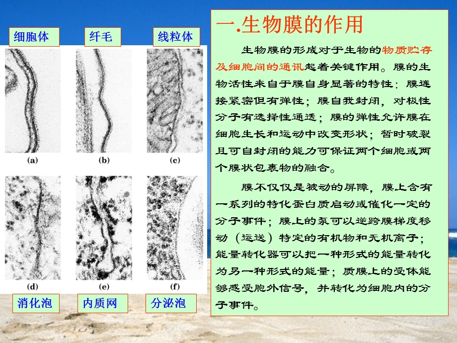 生物膜的组成及结构.ppt_第2页