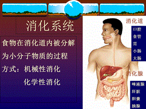 生理学第六章消化系统.ppt