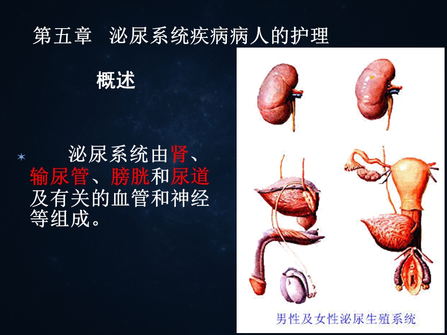 泌尿系统概述及常见症状体征.ppt_第1页