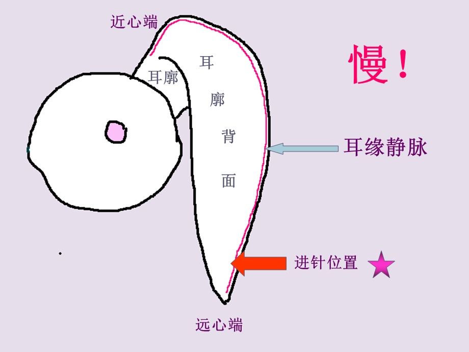 机能实验影响家兔血压的因素.ppt_第3页