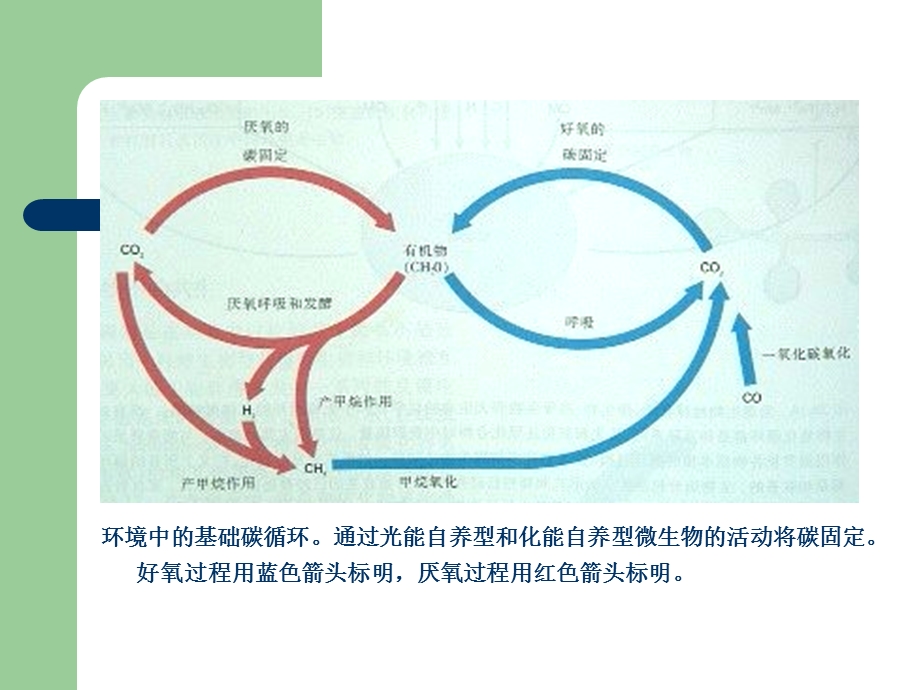 环境中的基础碳循环.ppt_第2页