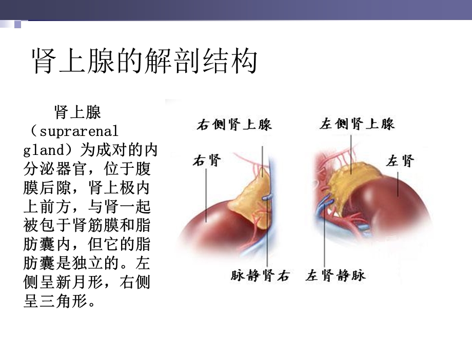 选肾上腺疾病外科治疗陈忠、叶章群.ppt_第2页