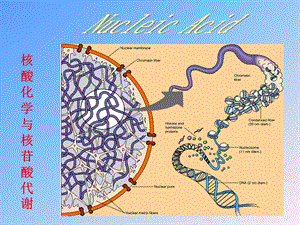 核酸化学与核苷酸代谢.ppt
