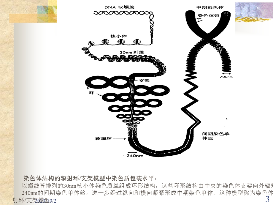 染色体的形态特征.ppt_第3页