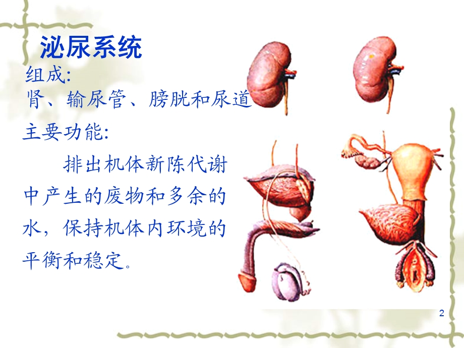 人体解剖学专科课件泌尿系统.ppt_第2页