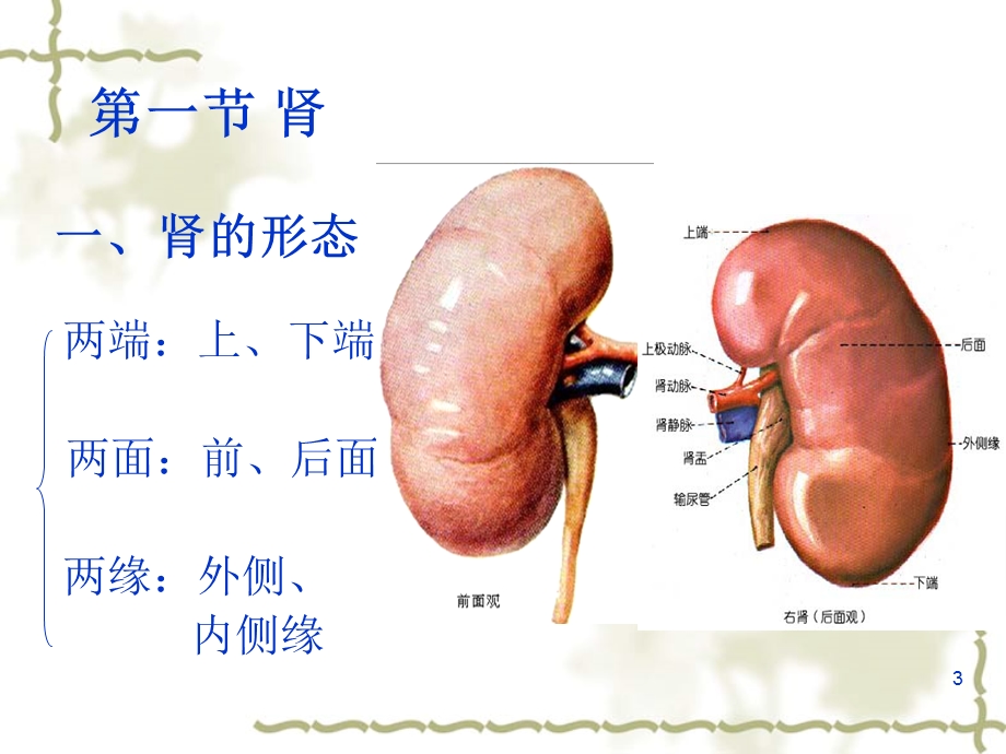 人体解剖学专科课件泌尿系统.ppt_第3页