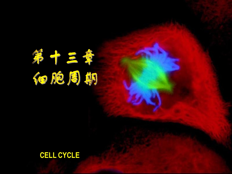 生物细胞第十三章细胞周期.ppt_第1页