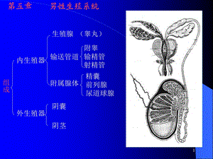 生殖系统-人体结构学.ppt