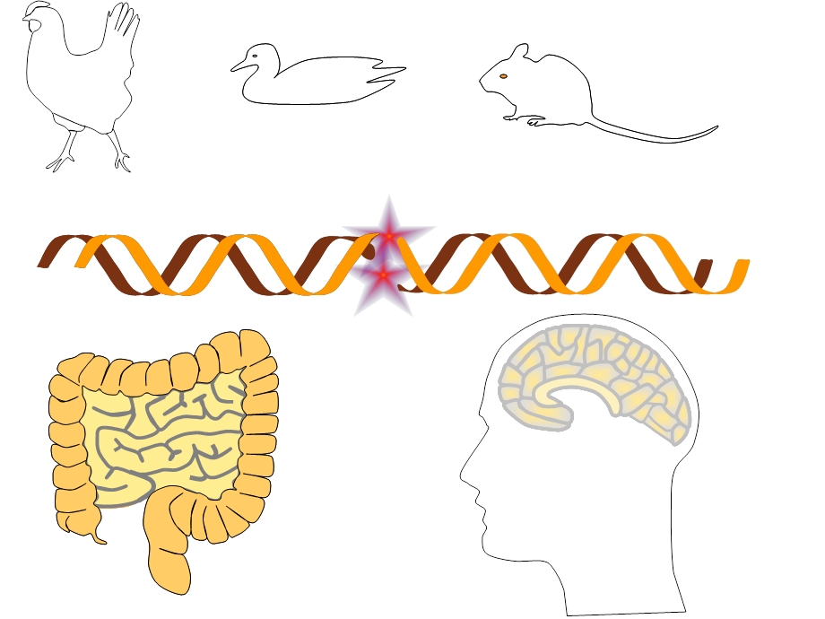 生物化学与分子生物学图片素材.ppt_第2页