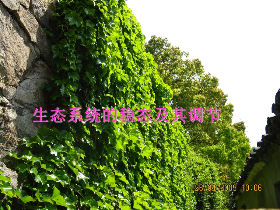 生态系统的稳态及其调节.ppt_第1页