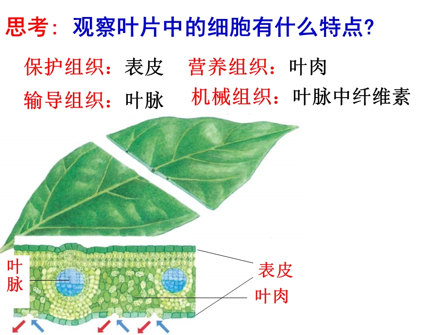 生物体的结构层次二.ppt_第3页