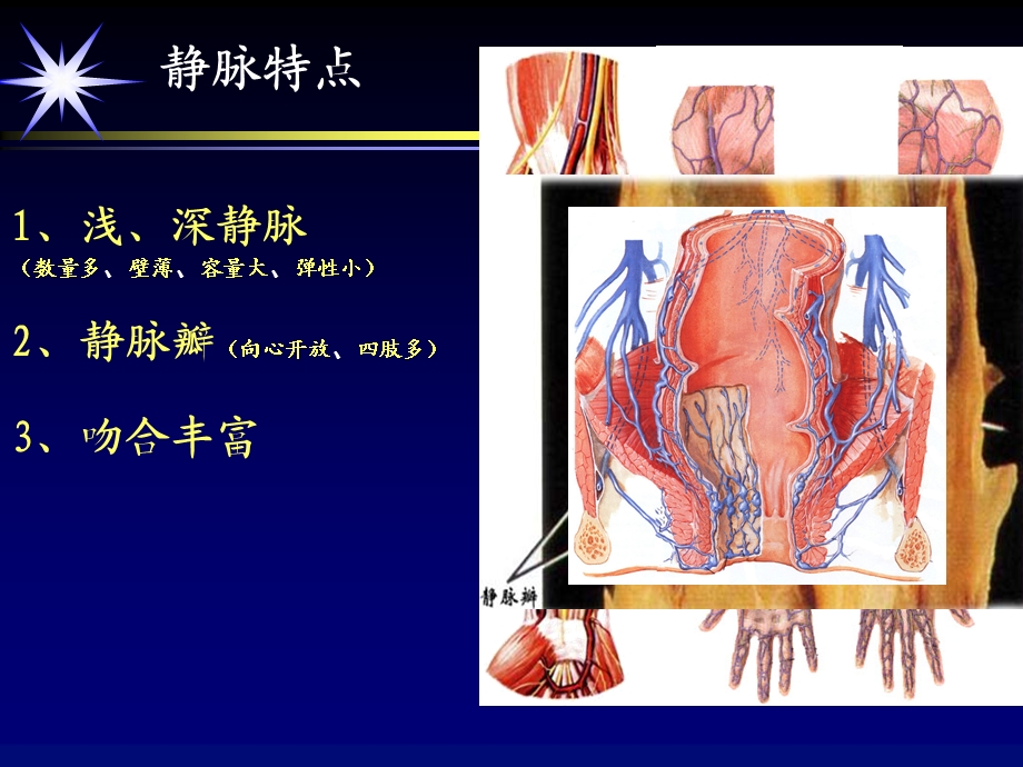 静脉、淋巴、 ppt课件.ppt_第3页