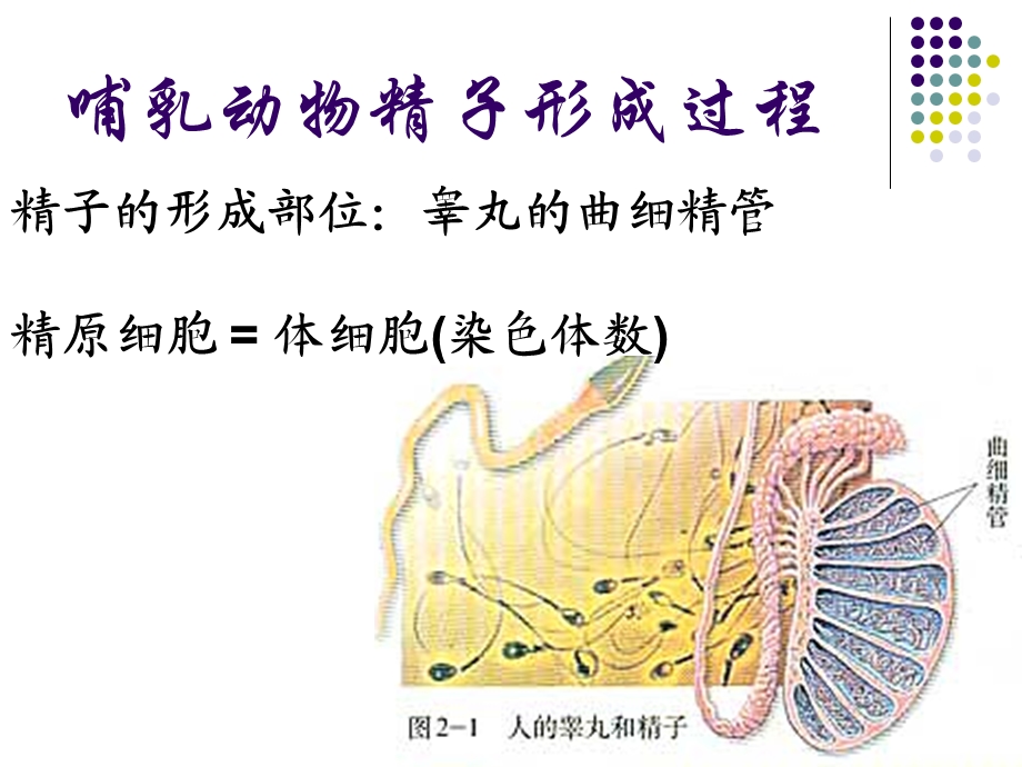 2.1减数分裂和受精作用课件4.ppt_第2页