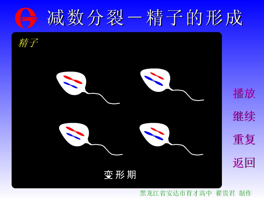 2.1减数分裂和受精作用课件4.ppt_第3页