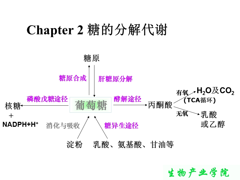 生物化学-糖的分解代谢.ppt_第1页