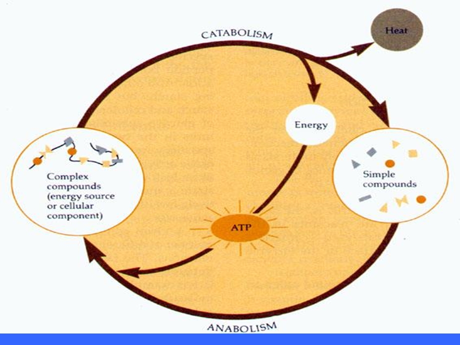 江南大学微生物综合.ppt_第3页