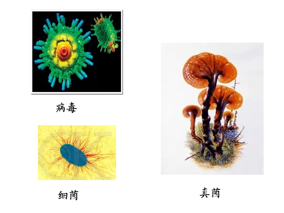 生物圈中的微生物复习.ppt_第2页