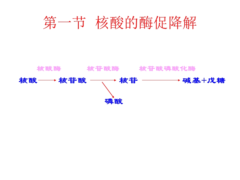 生物化学ppt第十章核酸的酶促降解和核苷酸代谢.ppt_第3页