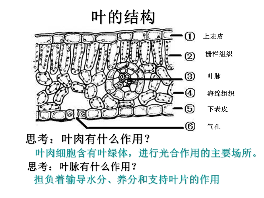 生命科学复习提纲下.ppt_第2页