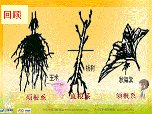 生物七上第三节《植物生殖器官的生长》.ppt