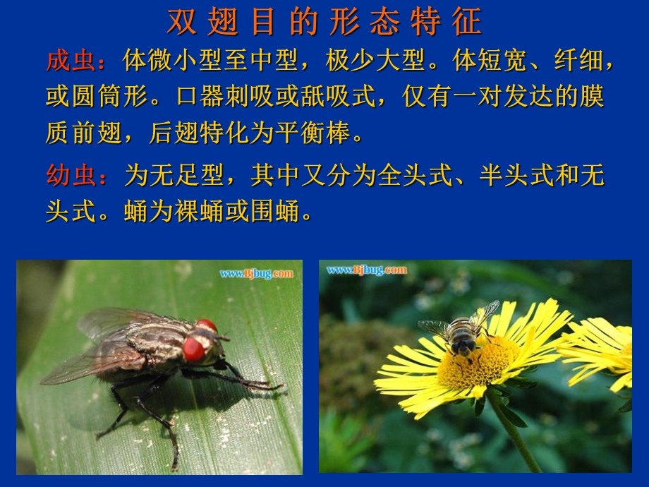 普通昆虫学昆虫分类双翅目、蜱螨目分科.ppt_第3页