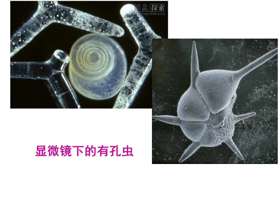 普通动物学第3章原生动物.ppt_第3页